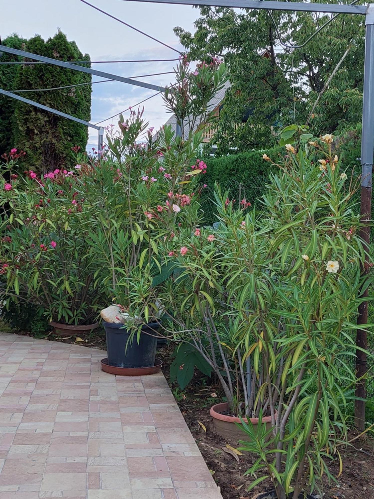 Lonci Apartman Zalakaros Exterior foto